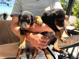 Orijinal King A Kalite Doberman Yavruları