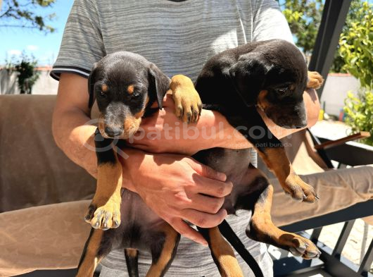 Orijinal King A Kalite Doberman Yavruları görsel