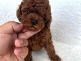 Irkinin En Mükemmeli̇ Kore Kan Toy Poodle Yavrularimiz
