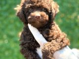 Çikolata Sevimli Toy Poodle Bebekler