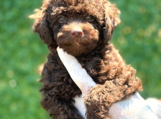 Çikolata Sevimli Toy Poodle Bebekler görsel