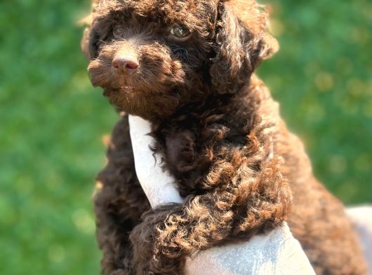 Çikolata Sevimli Toy Poodle Bebekler görsel