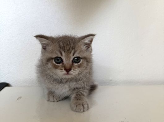 Pamuk Tüylü Scottish Fold Ve Brittish Yavrularımız İstanbul görsel