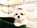 Teacup Maltese Terrier Bebeklerimiz