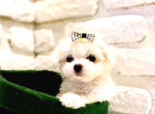 Teacup Maltese Terrier Bebeklerimiz görsel