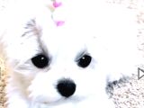 Teacup Maltese Terrier Bebeklerimiz