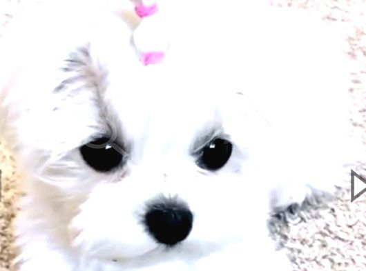 Teacup Maltese Terrier Bebeklerimiz görsel