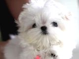Teacup maltese terrier bebeklerimiz