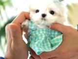 Teacup Maltese Terrier Bebeklerimiz
