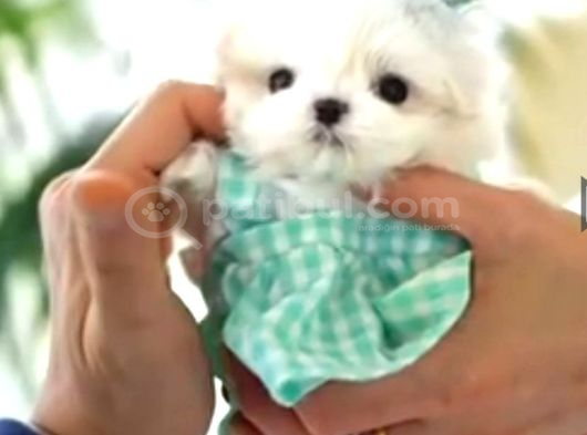Teacup Maltese Terrier Bebeklerimiz görsel