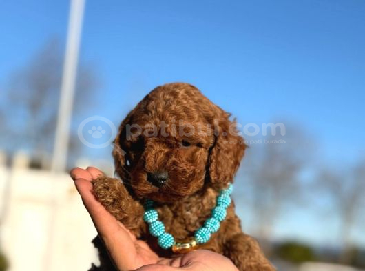 Çiçeksi Toy Poodle Yavrular görsel