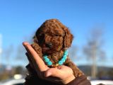 Çiçeksi Toy Poodle Yavrular