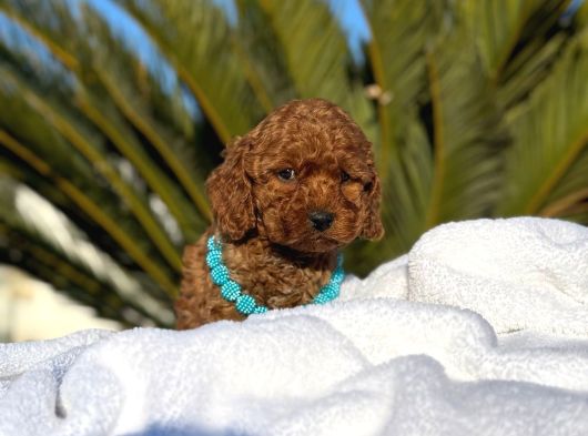 Çiçeksi Toy Poodle Yavrular görsel