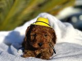 Çiçeksi Toy Poodle Yavrular