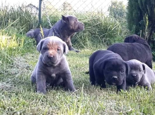 Dev Gibi Efso Cane Corso İtaliano Yavrular görsel