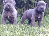 Dev Gibi Efso Cane Corso İtaliano Yavrular