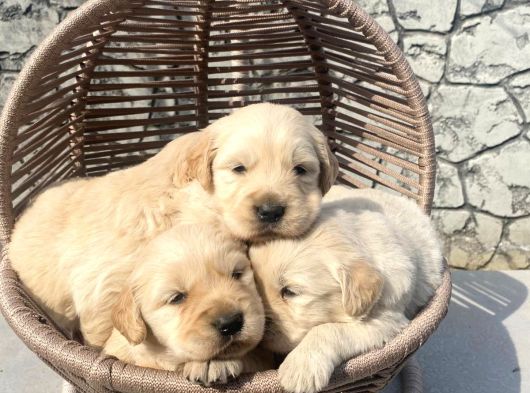 Baby Face Golden Retriever görsel