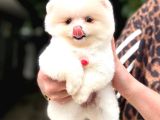 Miss Kokulu Pomeranian Boo Bebişler