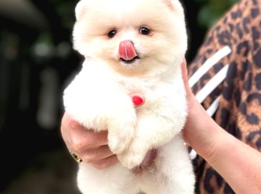 Miss Kokulu Pomeranian Boo Bebişler görsel