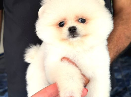 Miss Kokulu Pomeranian Boo Bebişler görsel