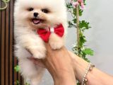 Miss Kokulu Pomeranian Boo Bebişler