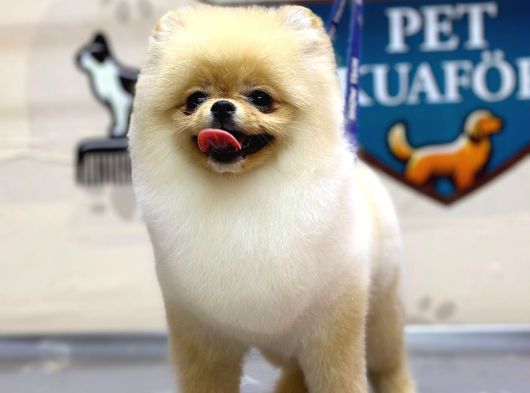 Miss Kokulu Pomeranian Boo Bebişler görsel