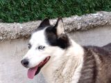 Ücretsiz Husky - Sibirya Kurdu Konya