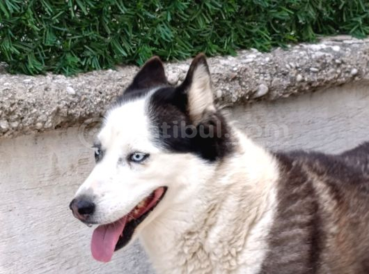 Ücretsiz Husky - Sibirya Kurdu Konya görsel