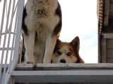 Ücretsiz Husky - Sibirya Kurdu Konya
