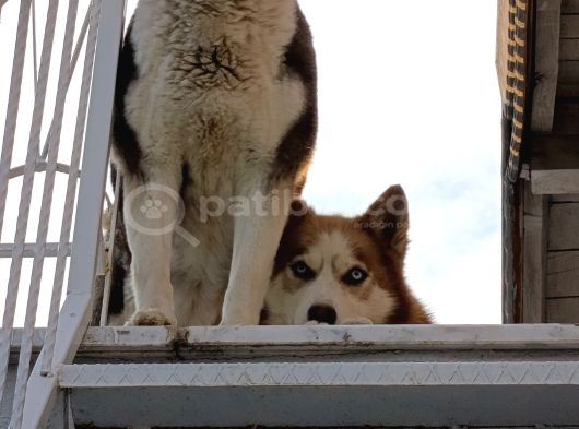 Ücretsiz Husky - Sibirya Kurdu Konya görsel