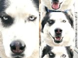 Ücretsiz Husky - Sibirya Kurdu Konya