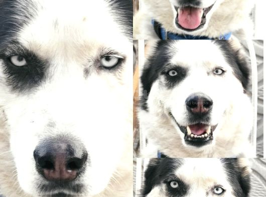 Ücretsiz Husky - Sibirya Kurdu Konya görsel