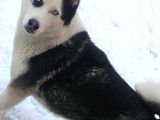 Ücretsiz Husky - Sibirya Kurdu Konya