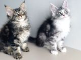 Özel Sevenlere Özel Dev Xxl Maine Coon Bebeklerim