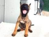 Malinois Yavrularım Sağlık Ve Irk Garan