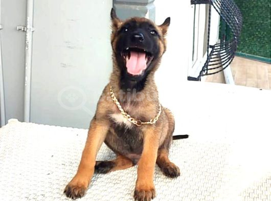 Malinois Yavrularım Sağlık Ve Irk Garan görsel