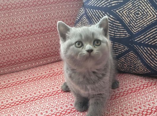 Baba Scottish Fold Anne British Shorthair Yavrular Ankara görsel