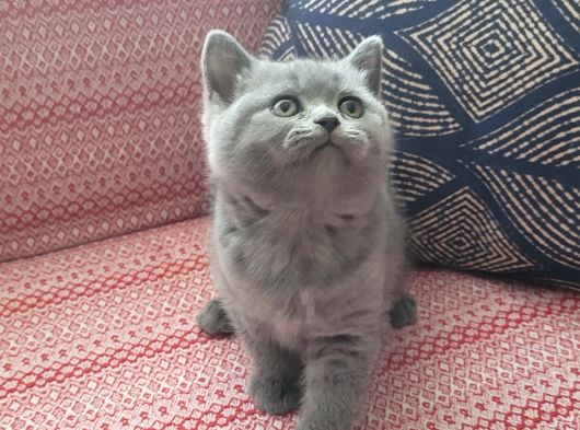 Baba Scottish Fold Anne British Shorthair Yavrular Ankara görsel