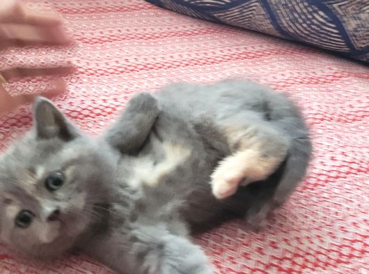 Baba Scottish Fold Anne British Shorthair Yavrular Ankara görsel