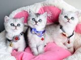 Kalite Sevenlere Özel Silver British Shorthair Bebekleirm Yüksek Kalitede