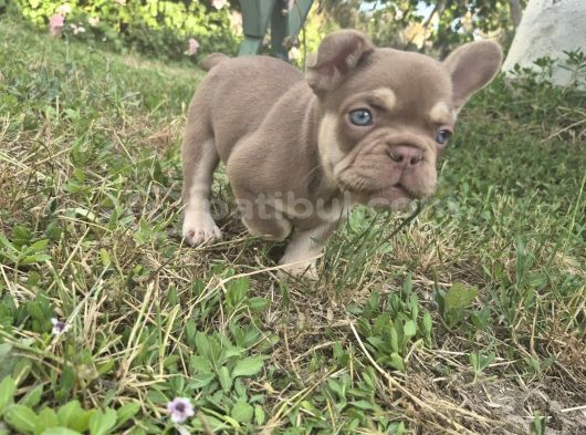 A kalite özel renk french buldog