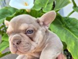 A Kalite Özel Renk French Buldog