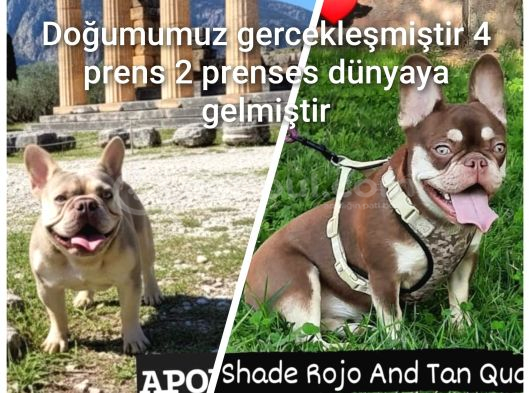 A Kalite Özel Renk French Buldog görsel