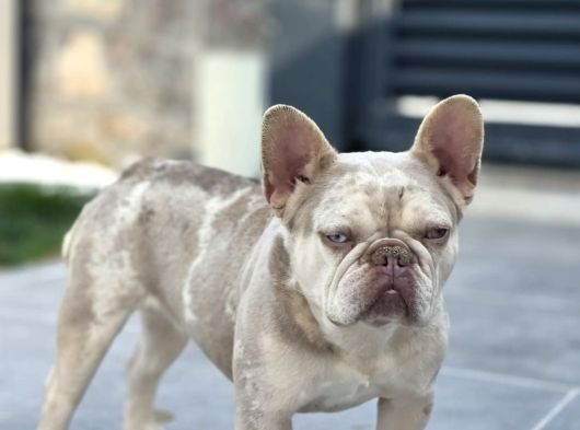 A Kalite Özel Renk French Buldog görsel
