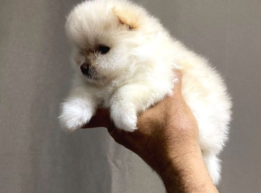 safkan ayılar Pomeranian boo