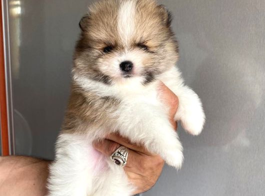 Safkan Ayılar Pomeranian Boo görsel