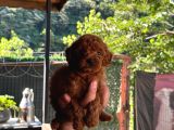 A Kalite 1 Sınıf Kore Toy Poodle