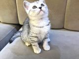 Scottish Straight Silver Tabby Dişi