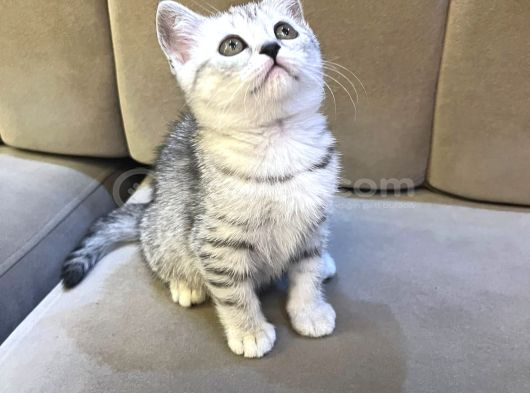 Scottish Straight Silver Tabby Dişi