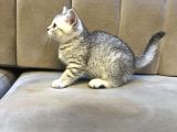 Scottish Straight Silver Tabby Dişi